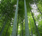 竹板材纯绿色环保材料